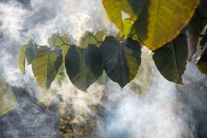 Солнечный дым