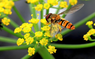 Такая работа