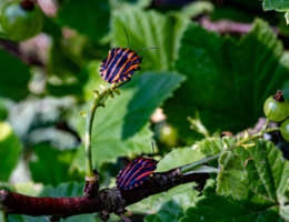 Альфа и Омега