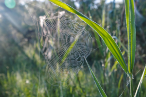 Росное утро