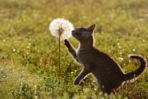 Козлобородник и кот