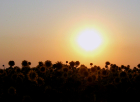 Подсолнухи