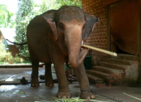 Жестокость