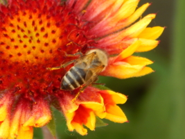 Рядом с оранжевым солнцем