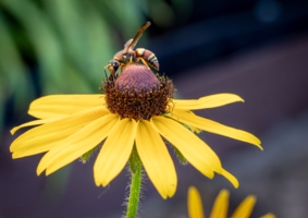 Жёлто-коричневое