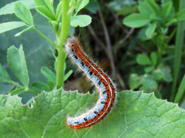 Мохнатая полосатая