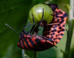Суета вокруг ягоды.