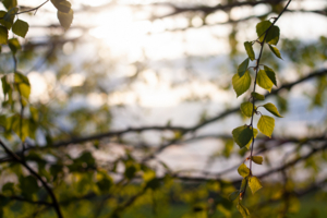 Берёзовая "рамочка"