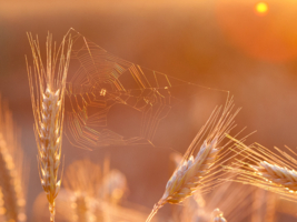 Месяц июль в закатном свете