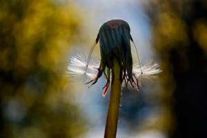 Девочка с косичками