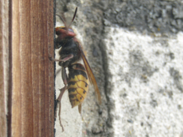 Незваный гость за стеклом