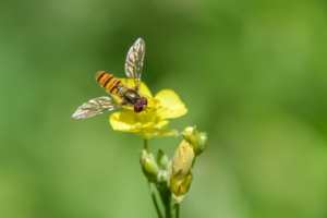 Хрустальные крылья