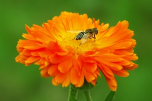 В мягком ворохе подушек...