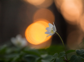 Прощание с солнцем