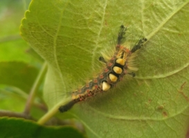 Милые кисточки