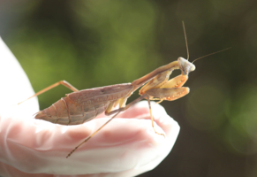 Полосатое пузико