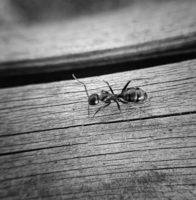 Самый черный и блестящий, Самый сильный — муравей!