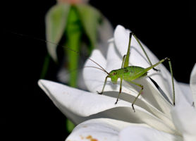 молодо - зелено