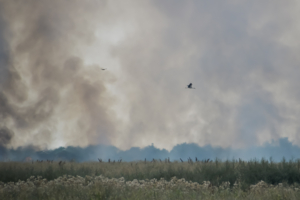 Охота в дымовой завесе