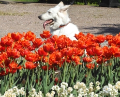 ,, Улыбочку!..."