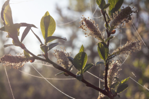 Весенние росы