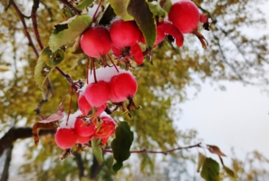 Снег на райских яблочках