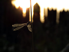 Подсвеченная солнцем