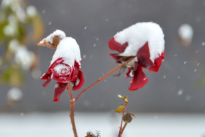 Белые шапочки