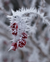 Морозная колючка