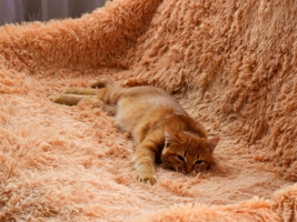 Рыжая хандра