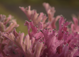 Росинки на "кораллах"