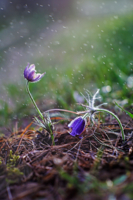 Опять метель...