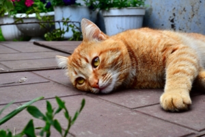 Грустный кот