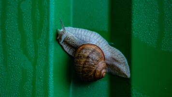 Полоса препятствий