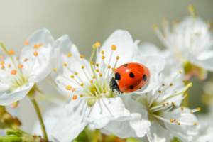 Весеннее солнышко
