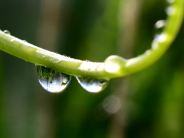 По усам текло...