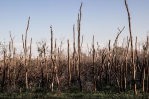 Здесь росли деревья