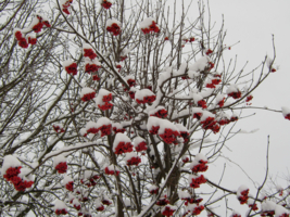 снег на рябинке