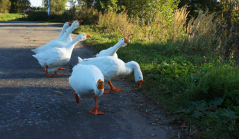 Гуси - гуси ...