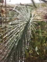 Росинка и К.