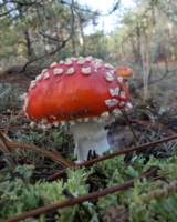 Праздничный наряд