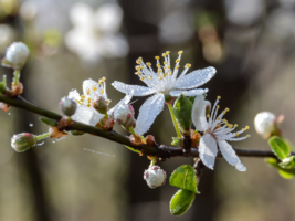 Россыпи бисера