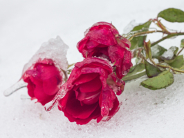 ...что с вами сделали снег и морозы