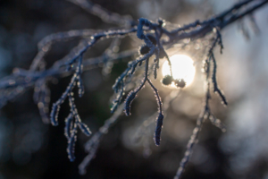 Холодный этюд