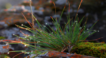 Утреннее украшение