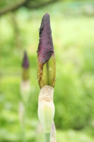 бутон ириса