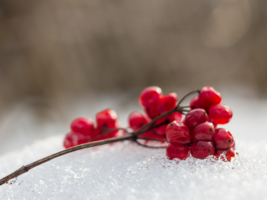 На весеннем снегу