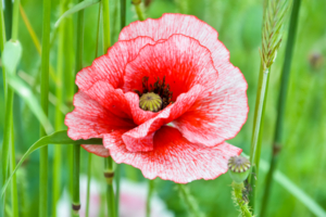 Расписное чудо