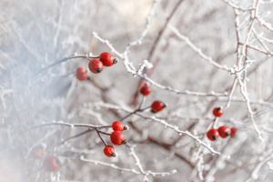 Плоды шиповника на заиндевелых веточках