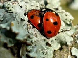 Красные на белом